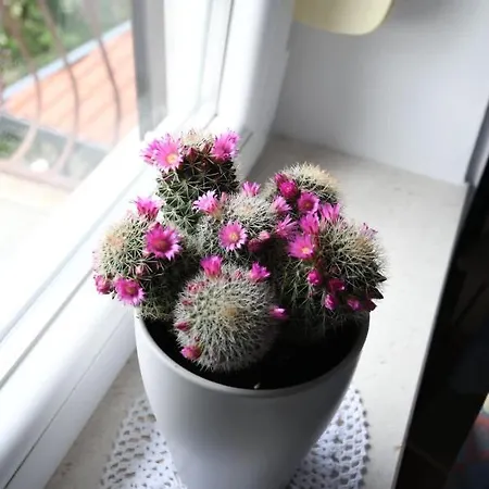 Διαμέρισμα Klara&ivan Σπλιτ